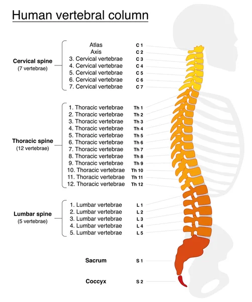 Photo de la catégorie OSTEOTHERAPIE